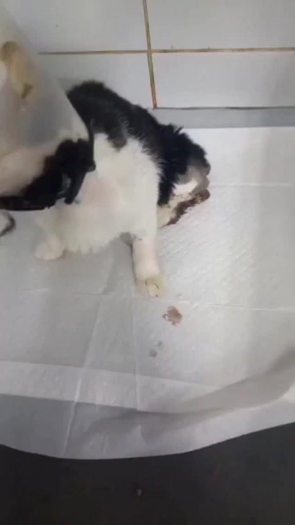 Félix, gato de porte pequeno para adoção em Mirassol - SP