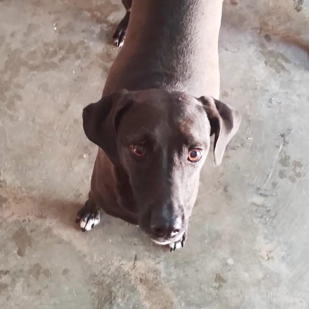 Tupi, cachorro de porte médio para adoção em Mirassol - SP