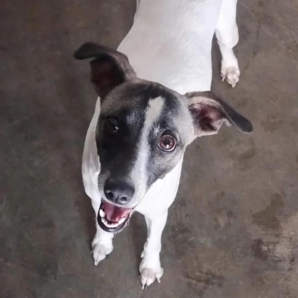 Olivia, cachorro de porte médio para adoção em Mirassol - SP
