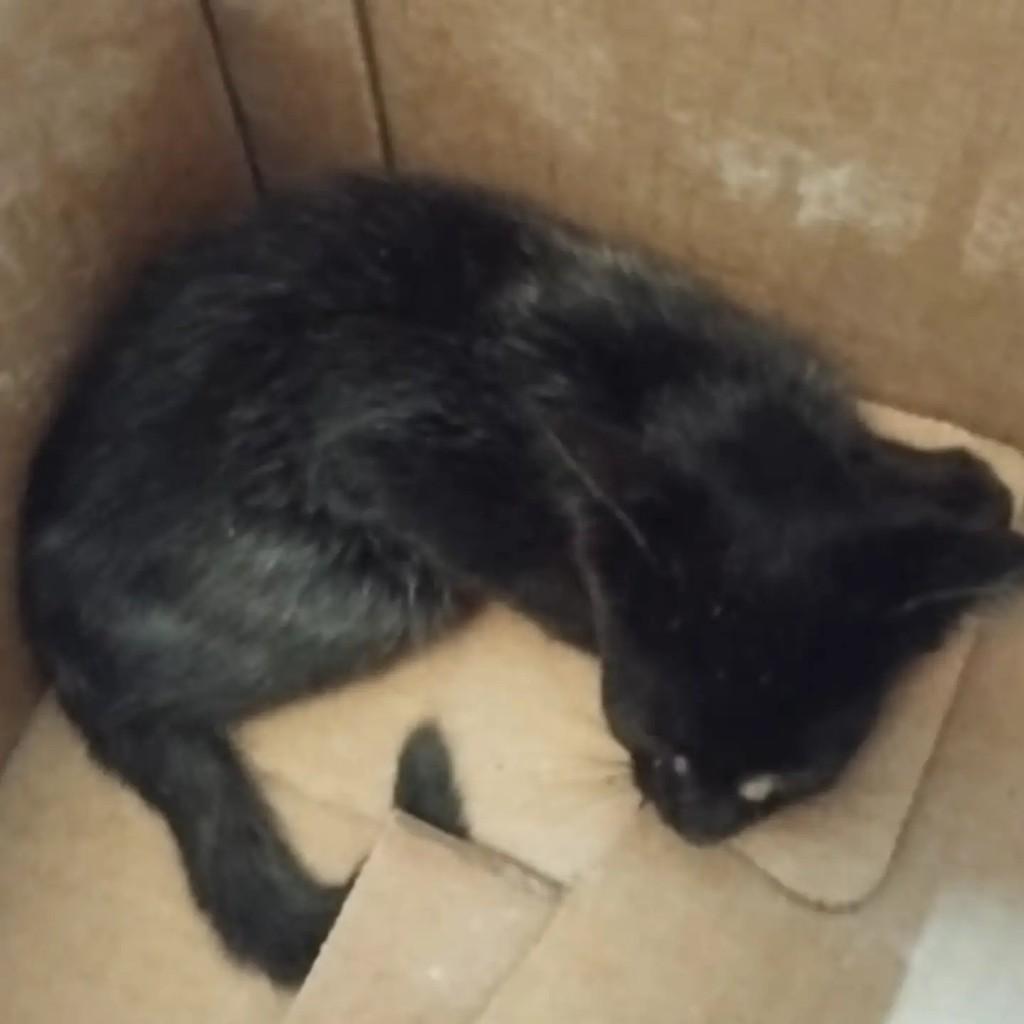 Parafuso, gato para adoção em Mirassol - SP