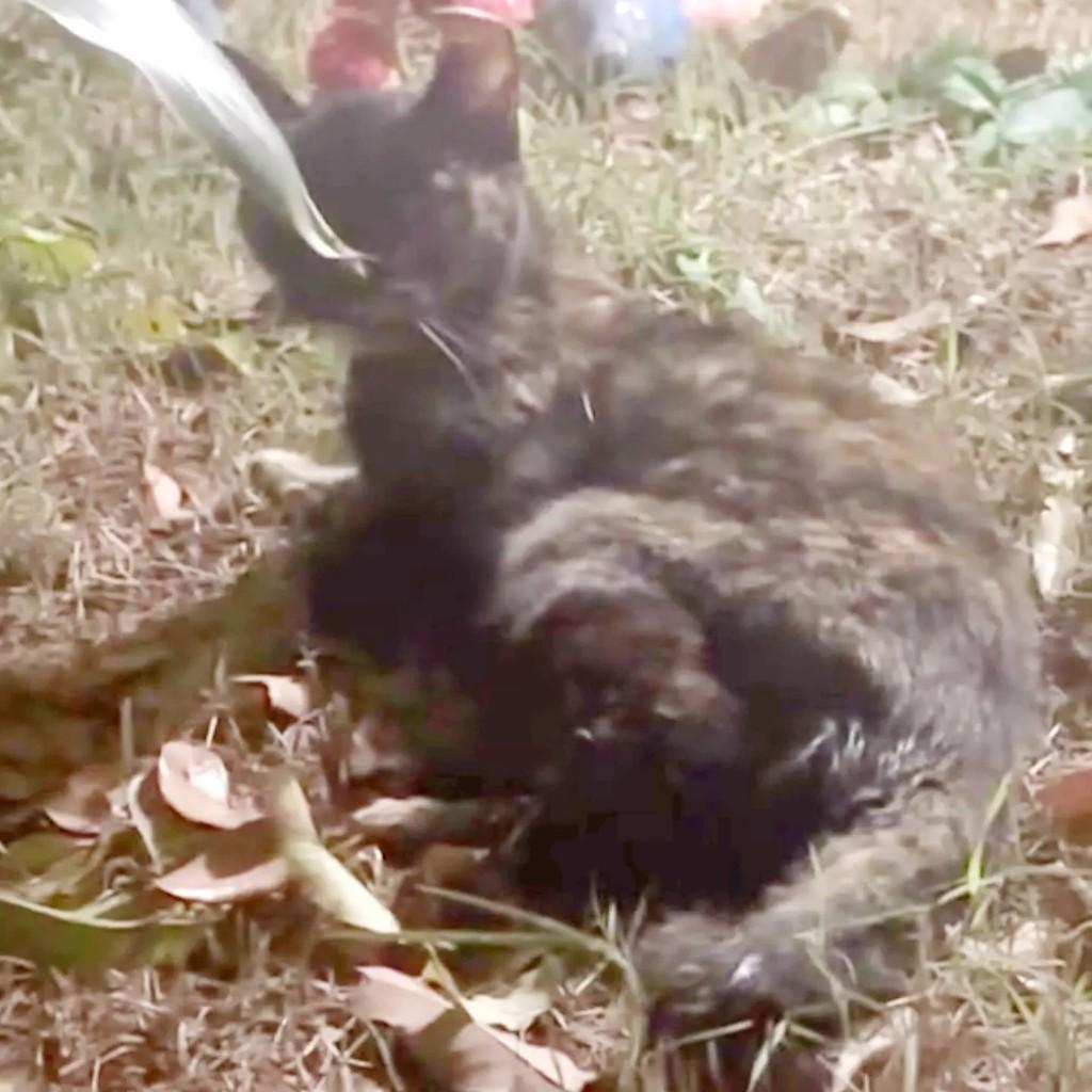 Meninas, gata de porte médio para adoção em Mirassol - SP