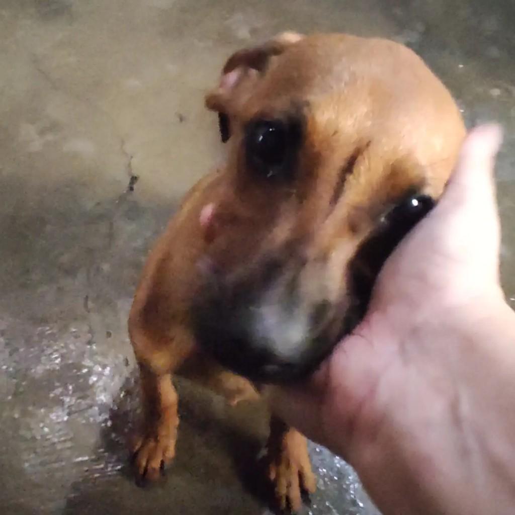 Faísca, cachorro de porte pequeno para adoção em Mirassol - SP