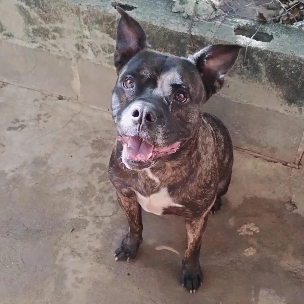 Cris, cachorro de porte pequeno para adoção em Mirassol - SP