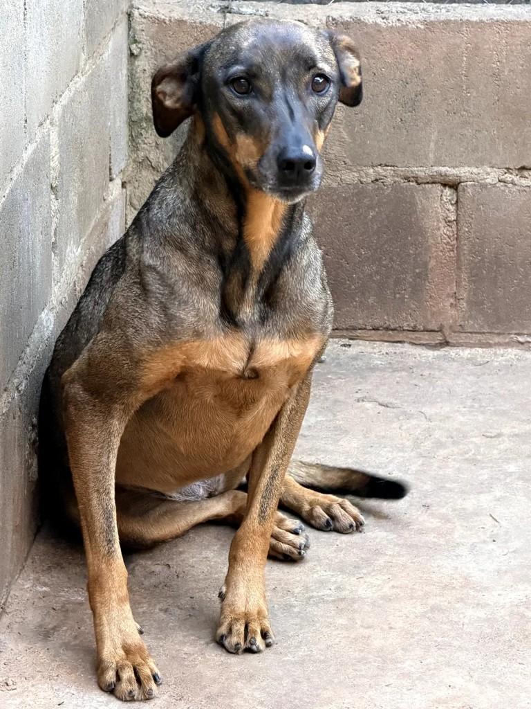 Dama, cachorro de porte médio para adoção em Mirassol - SP