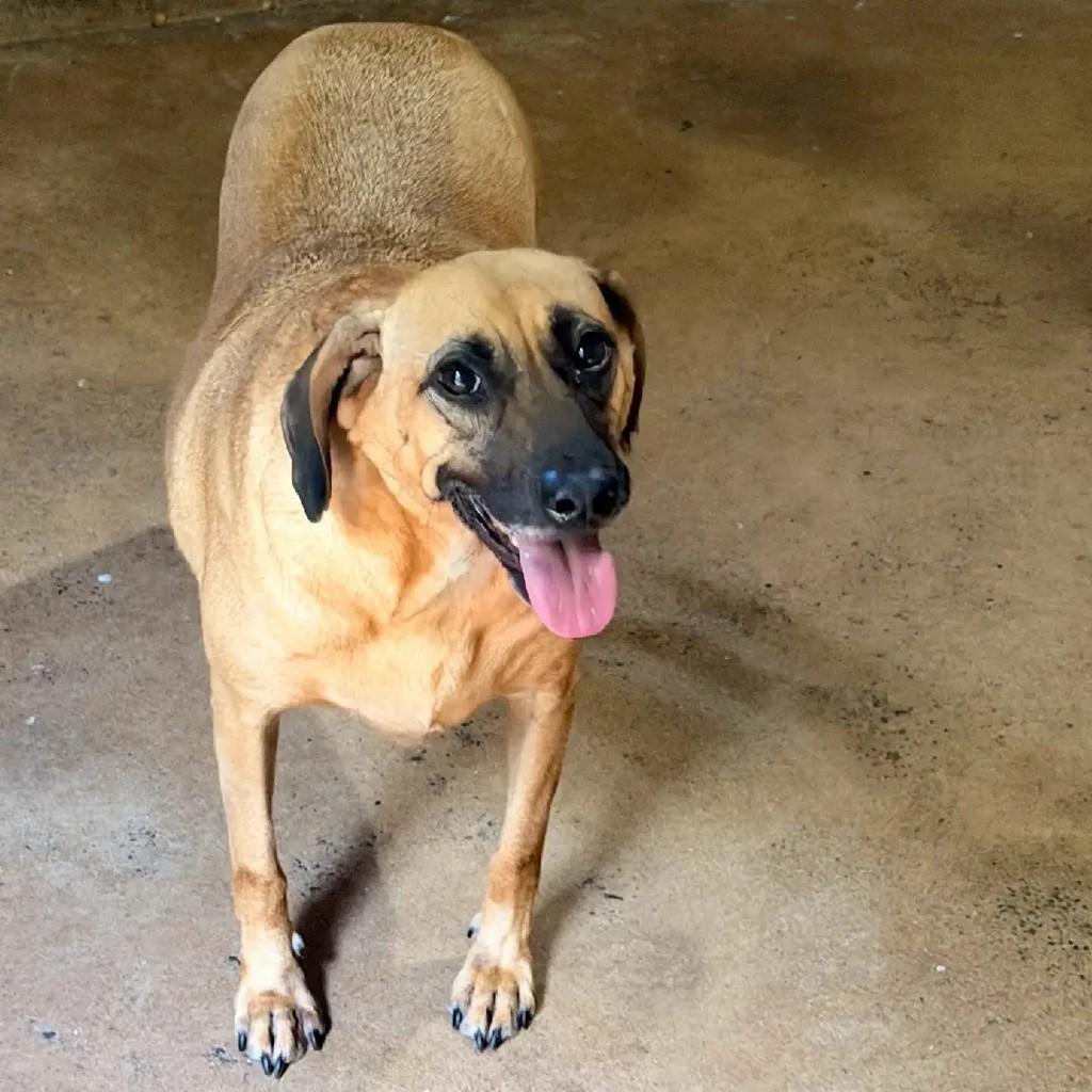 Crystal, cachorro de porte médio para adoção em Mirassol - SP