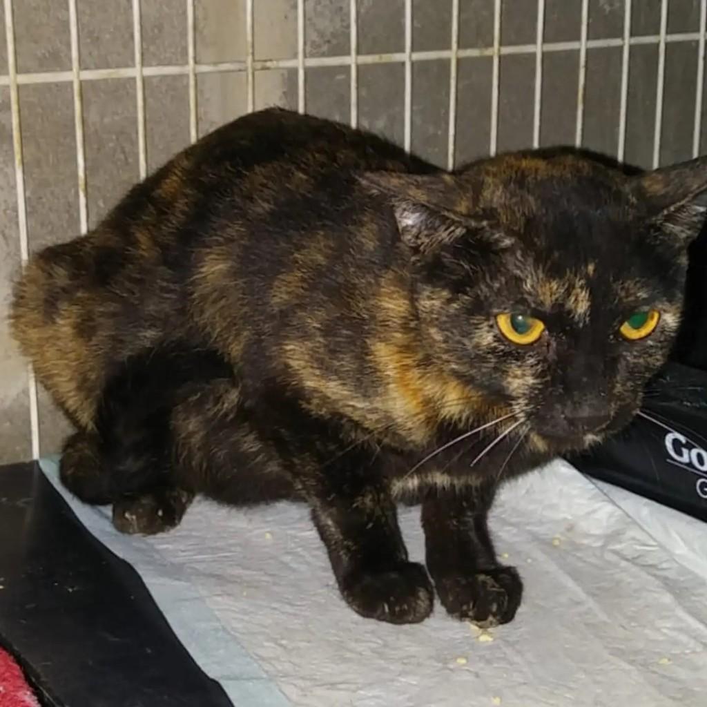 Max, gata de porte pequeno para adoção em Mirassol - SP