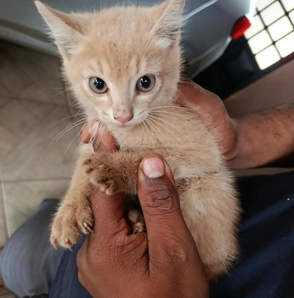 Nino, gato de porte pequeno para adoção em Mirassol - SP