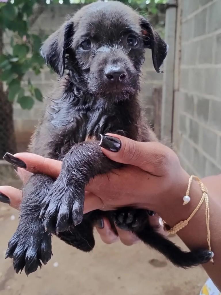 Pelezinho, cachorro de porte pequeno para adoção em Mirassol - SP