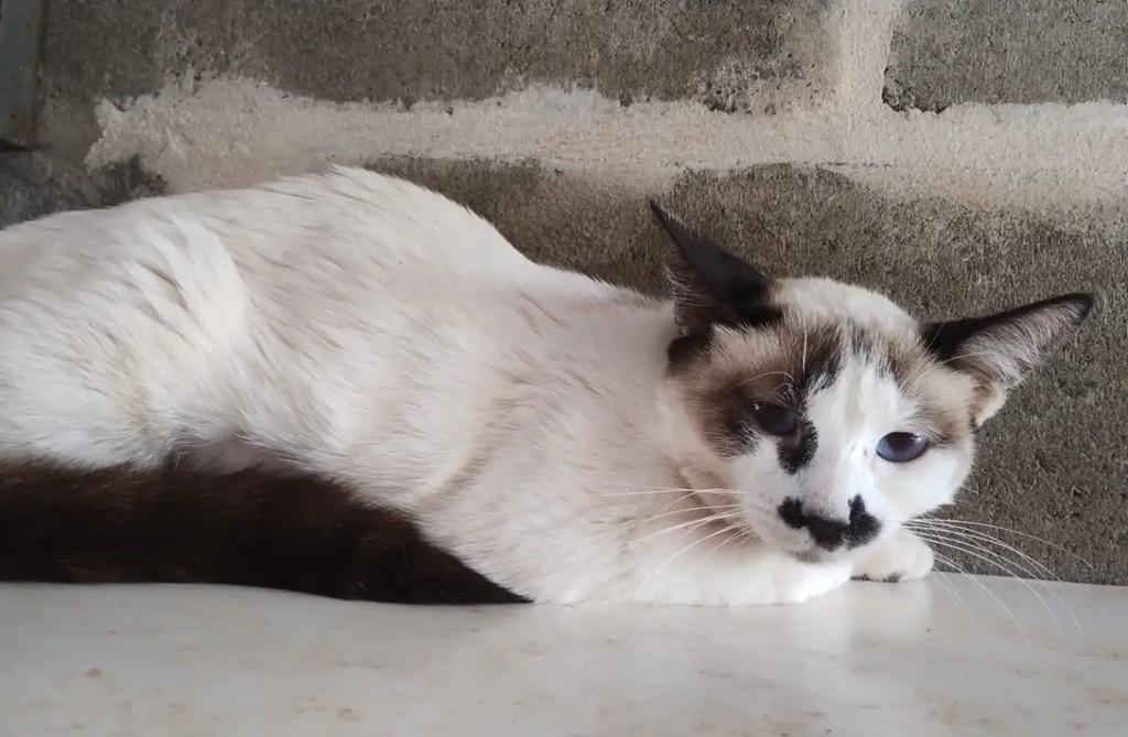Lia, gato de porte médio para adoção em Mirassol - SP