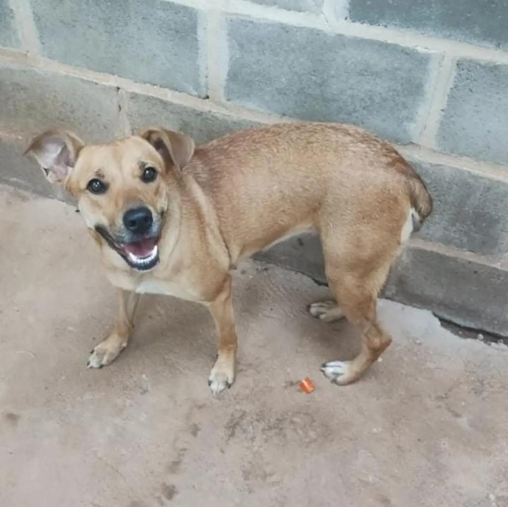 Mel, cadela de porte médio para adoção em Mirassol - SP