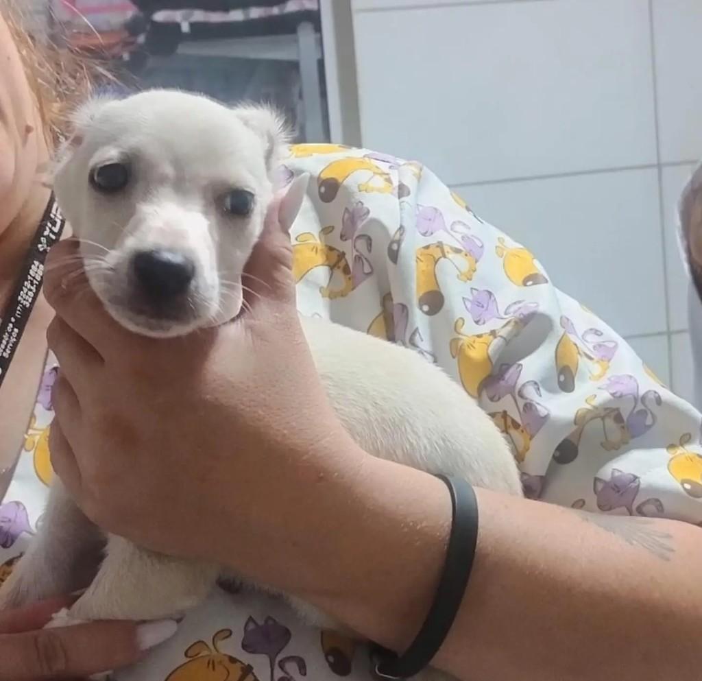 Chico Bento, cachorro de porte pequeno para adoção em Mirassol - SP