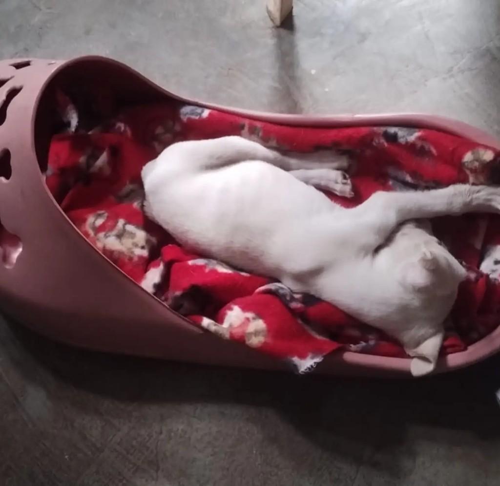 Chico Bento, cachorro de porte pequeno para adoção em Mirassol - SP — foto 2 de 2