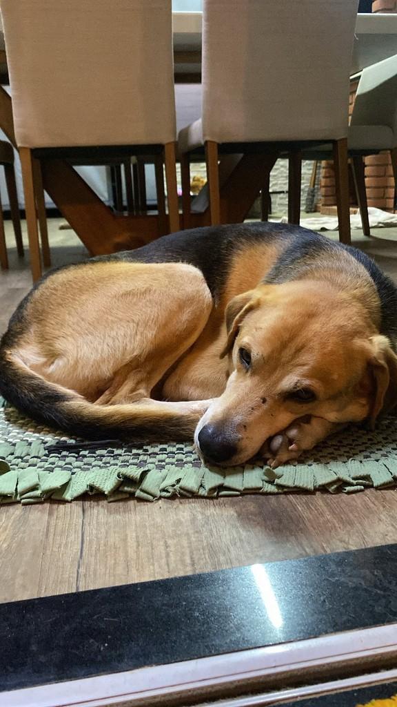 Sereno, cachorro de porte médio para adoção em Rio Claro - SP