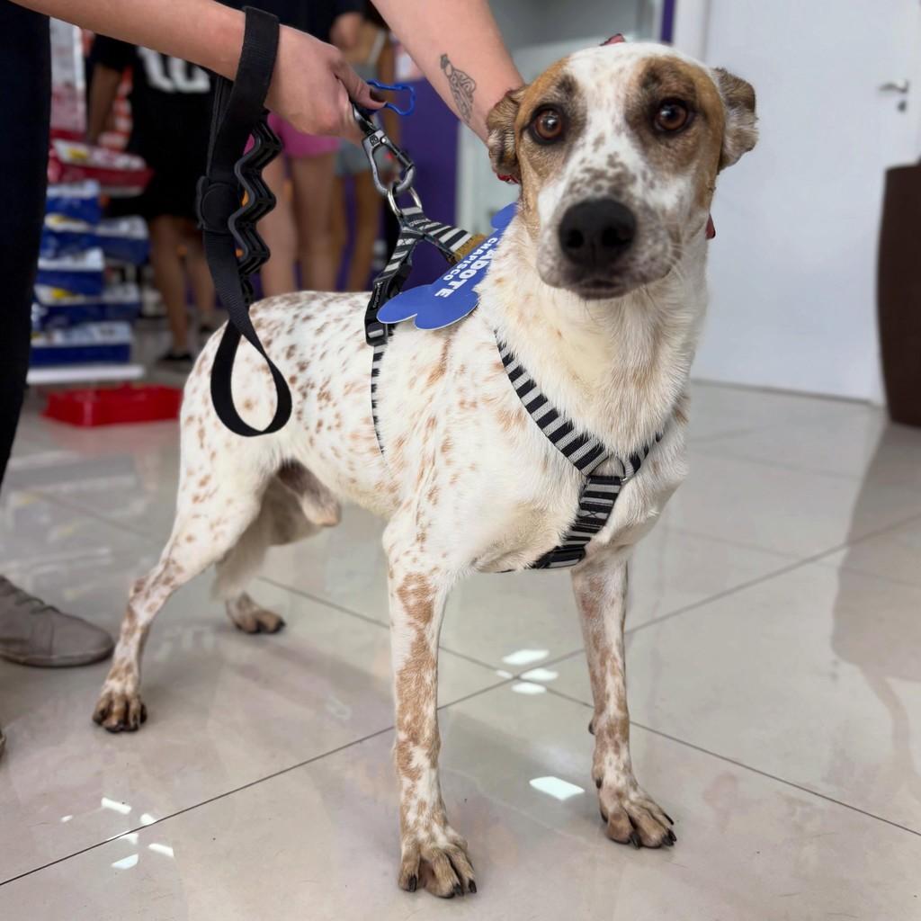 Chapisco, cachorro de porte médio para adoção em Rio Claro - SP