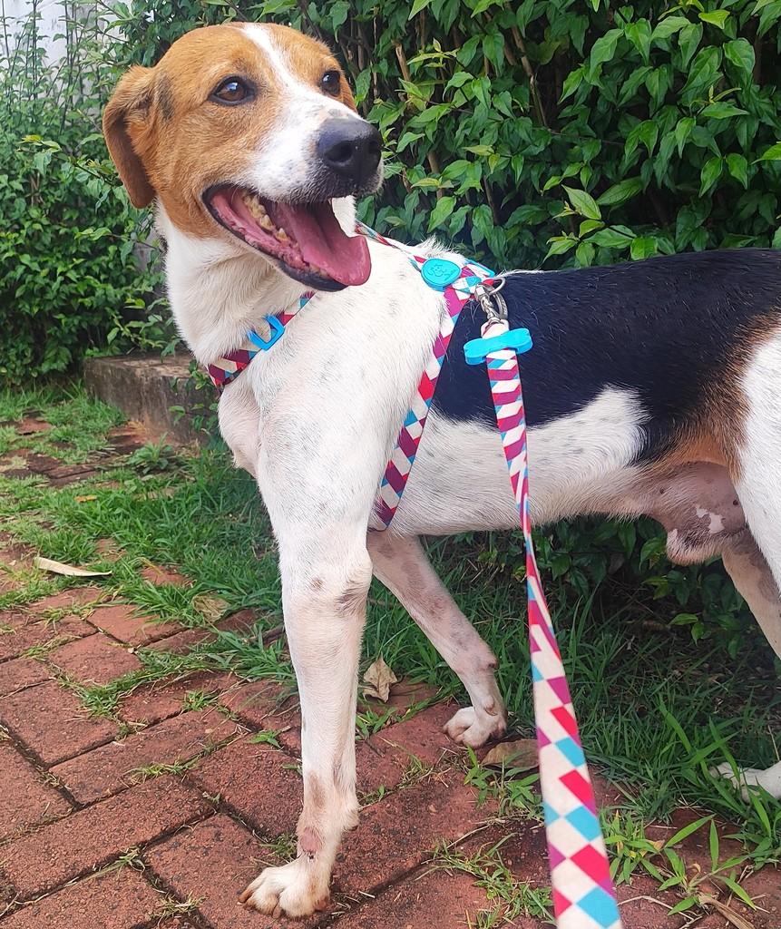 Tarzan, cachorro de porte médio para adoção em Rio Claro - SP