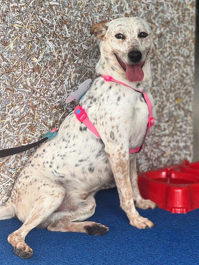 Pongo, cachorro de porte médio para adoção em Rio Claro - SP