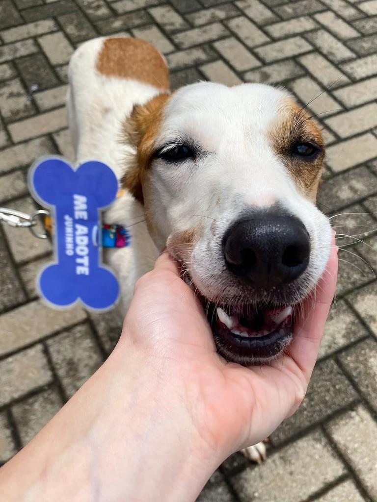Juninho, cachorro de porte pequeno para adoção em Rio Claro - SP