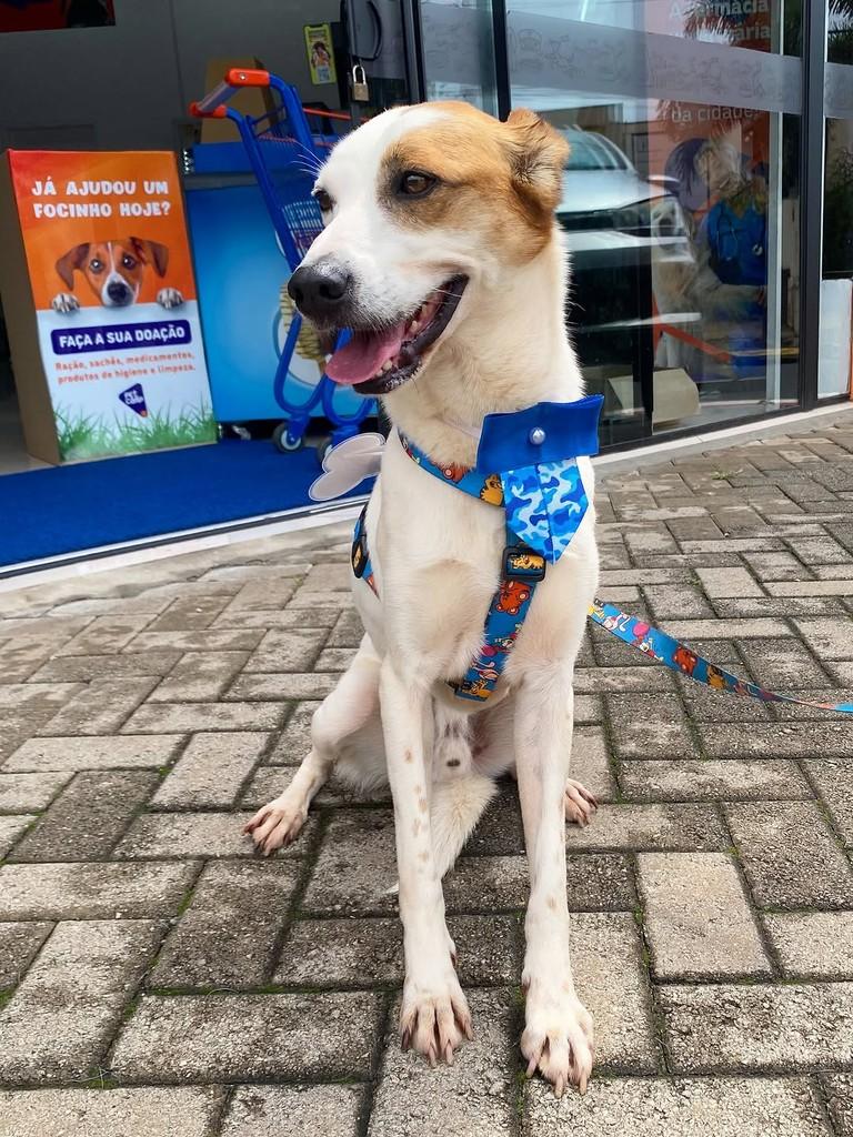 Juninho, cachorro de porte pequeno para adoção em Rio Claro - SP — foto 2 de 3