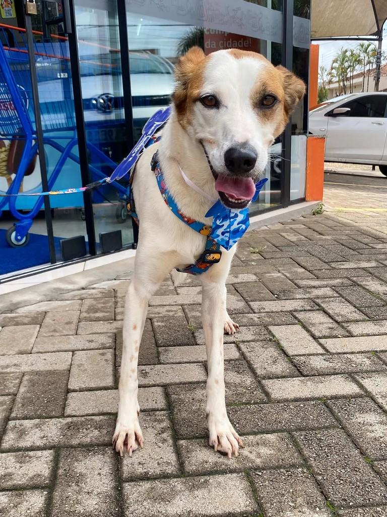 Juninho, cachorro de porte pequeno para adoção em Rio Claro - SP — foto 3 de 3