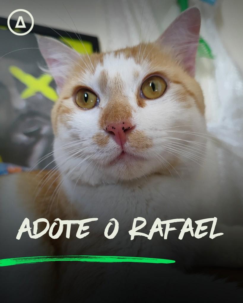 Rafael, gato de porte pequeno para adoção em São Paulo - SP