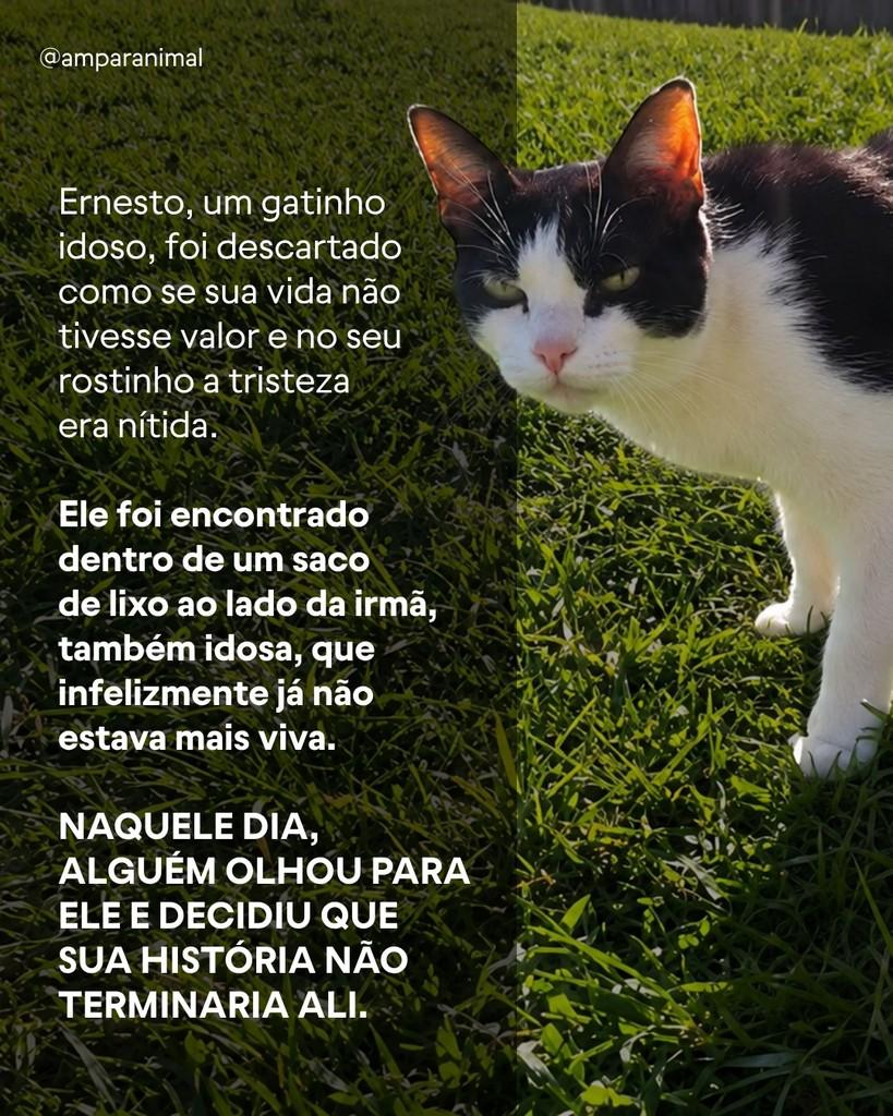 Ernesto, gato de porte médio para adoção em São Paulo - SP