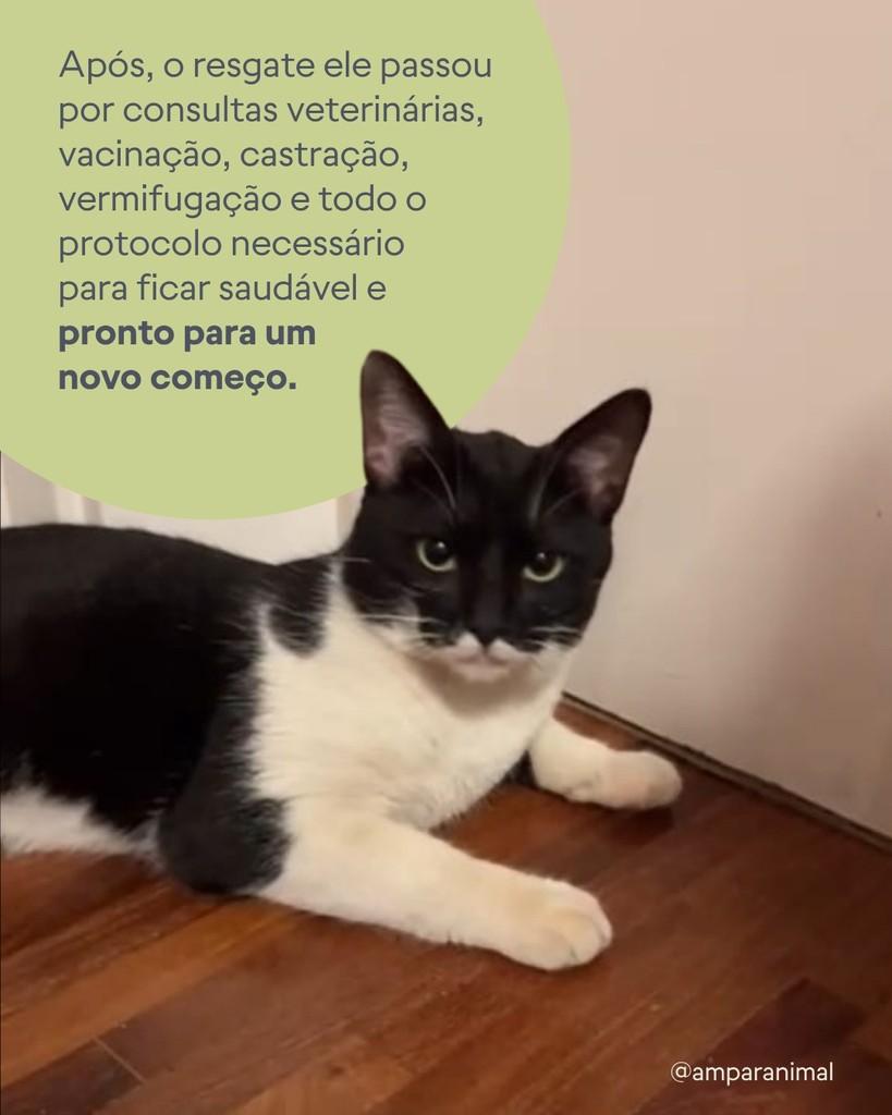 Chico, gato de porte médio para adoção em São Paulo - SP