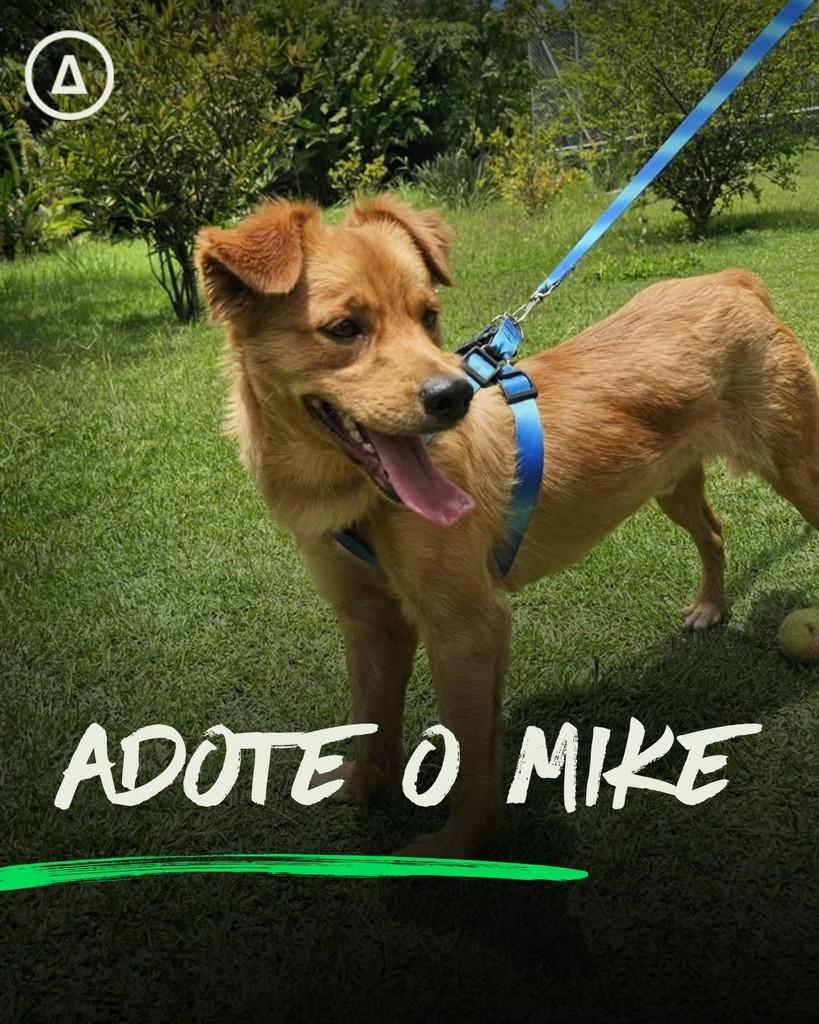 Mike, cachorro de porte médio para adoção em São Paulo - SP