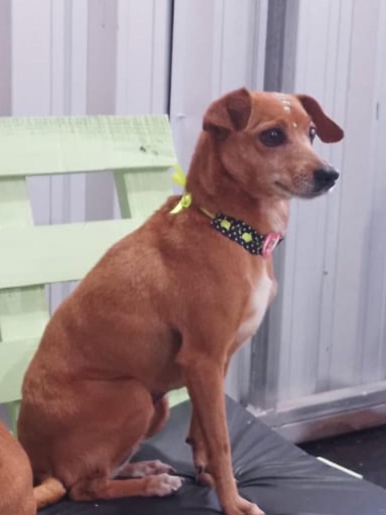 Pipoca, cachorro de porte pequeno para adoção em Sananduva - RS