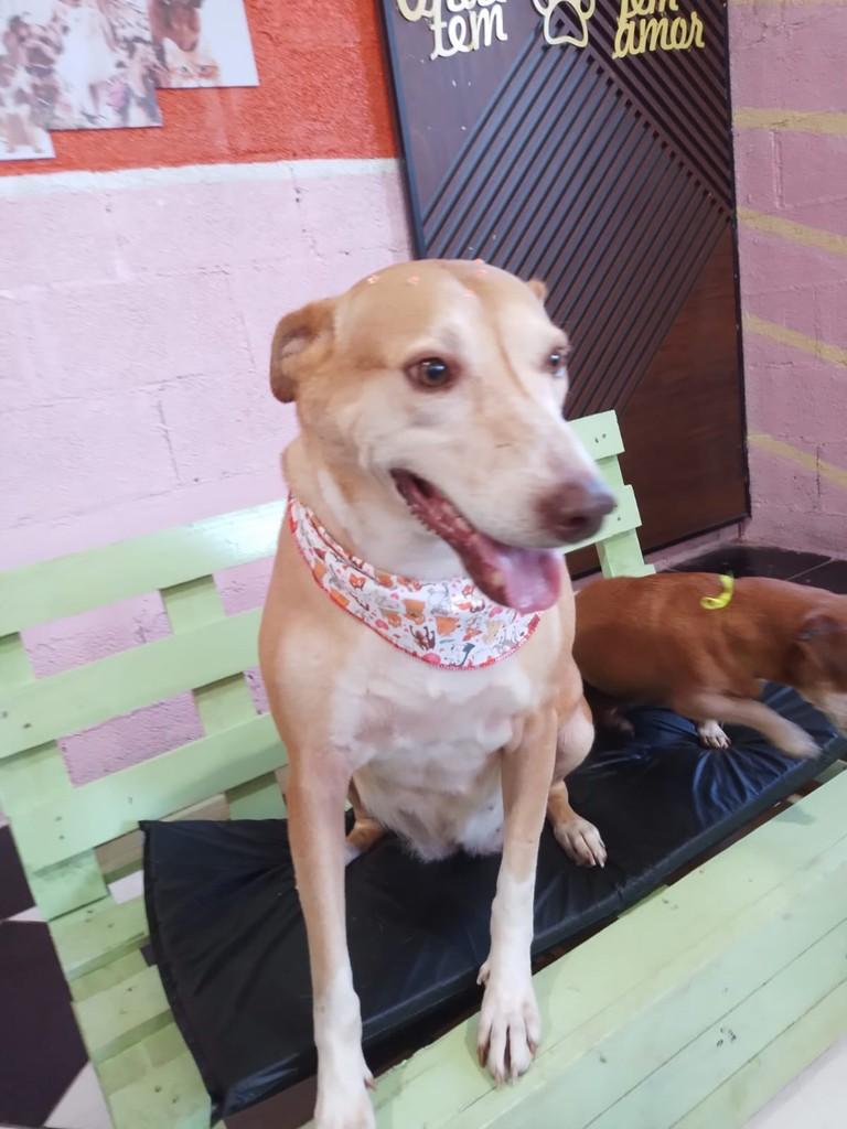 Iana, cadela de porte grande para adoção em Sananduva - RS