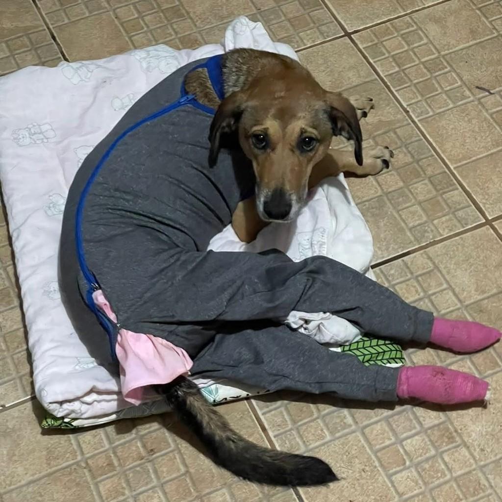 Zazá, cachorro de porte pequeno para adoção em Cascavel - PR