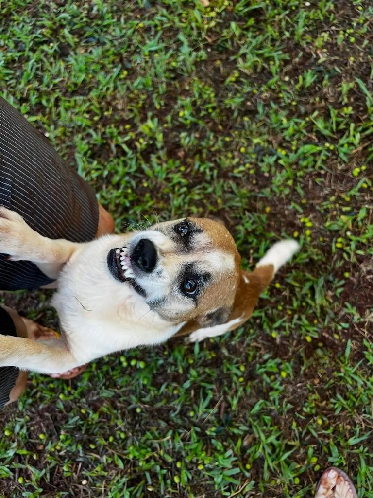 Risadinha, cachorro de porte pequeno para adoção em Cascavel - PR