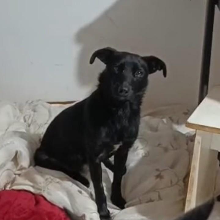 Bepa, cadela de porte pequeno para adoção em Cascavel - PR