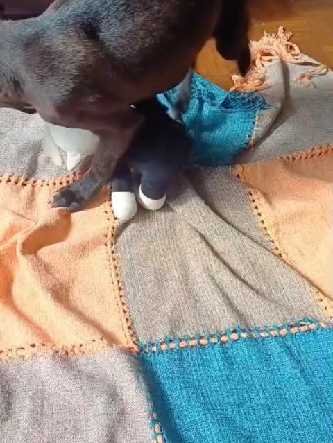 Vini Jr, cachorro de porte pequeno para adoção em Cascavel - PR