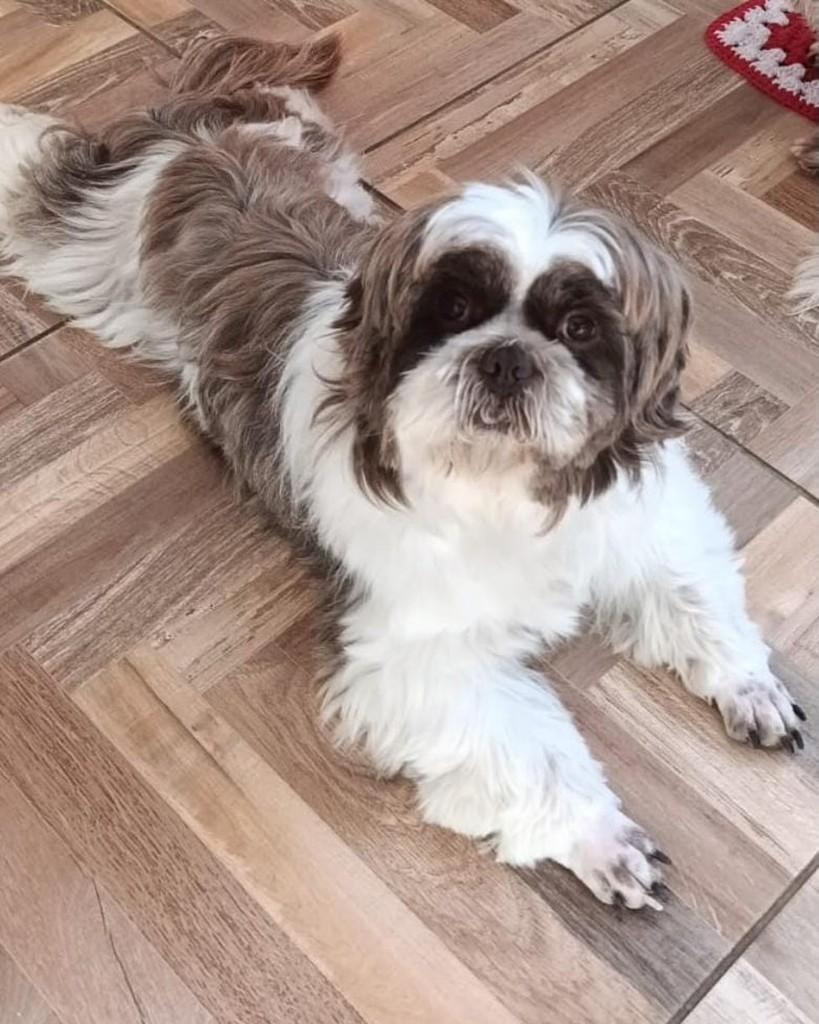 Boby, cachorro de porte pequeno para adoção em Cascavel - PR