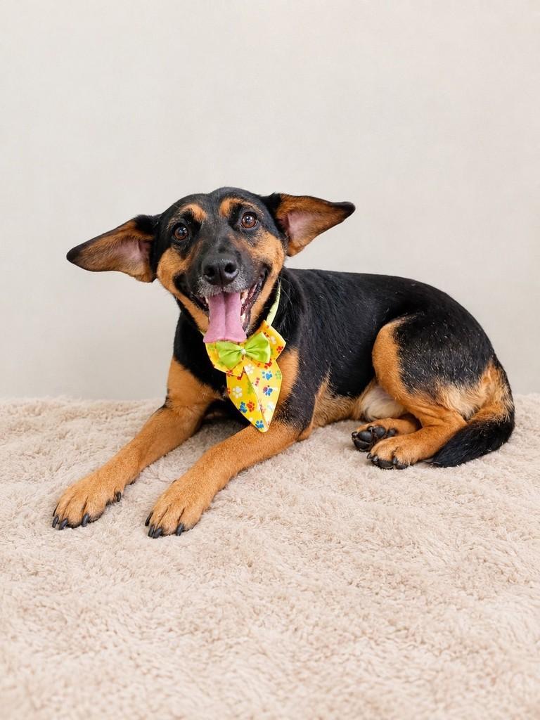Xaropinho, cachorro de porte pequeno para adoção em Cascavel - PR