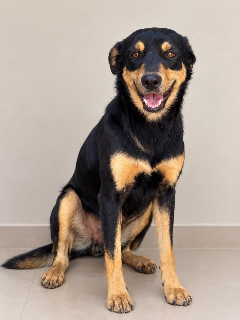 Amandinha, cadela para adoção em Cascavel - PR
