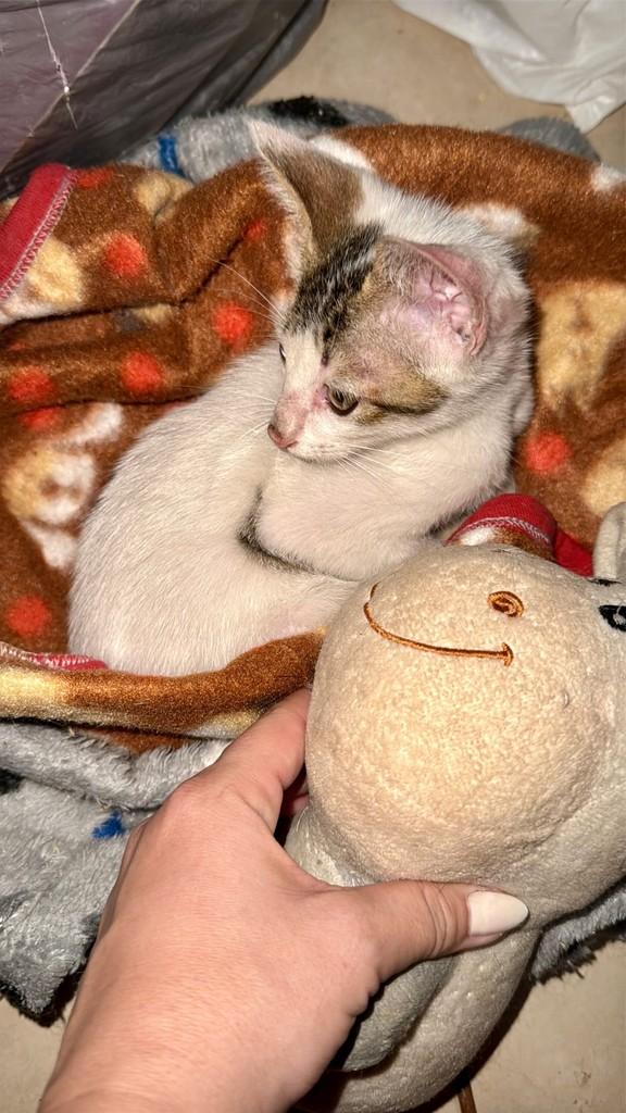 Anjo, gato de porte pequeno para adoção em Rio de Janeiro - RJ