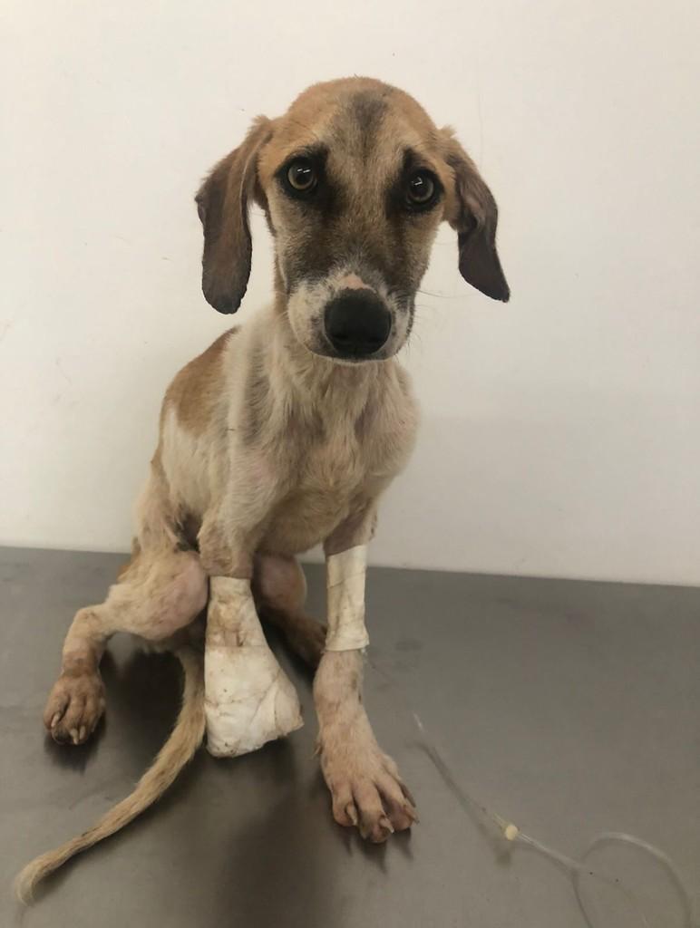 Plutão, cachorro de porte pequeno para adoção em Itabira - MG