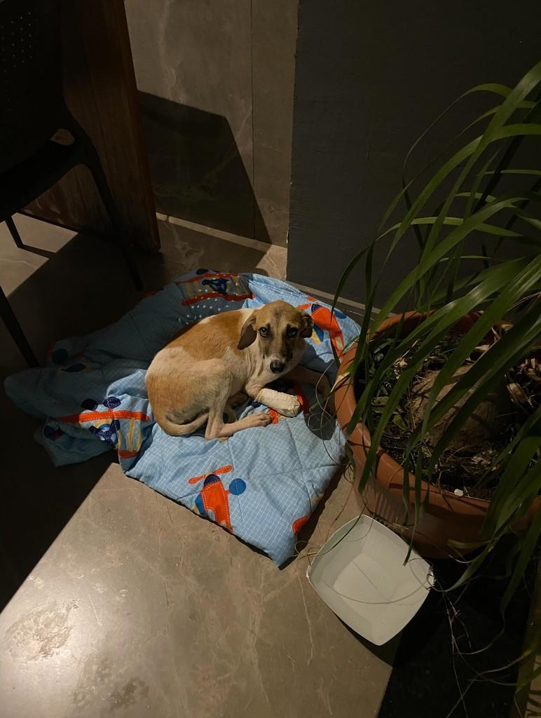 Plutão, cachorro de porte pequeno para adoção em Itabira - MG — foto 5 de 10