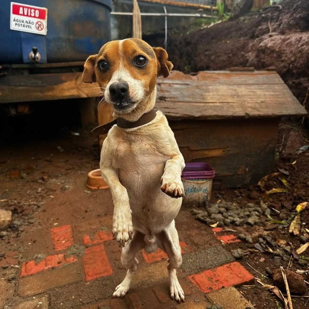 Teddy, cachorro de porte pequeno para adoção em Chapecó - SC