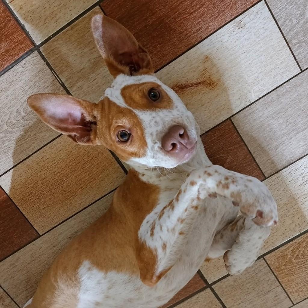 Nina, cadela de porte médio para adoção em Chapecó - SC