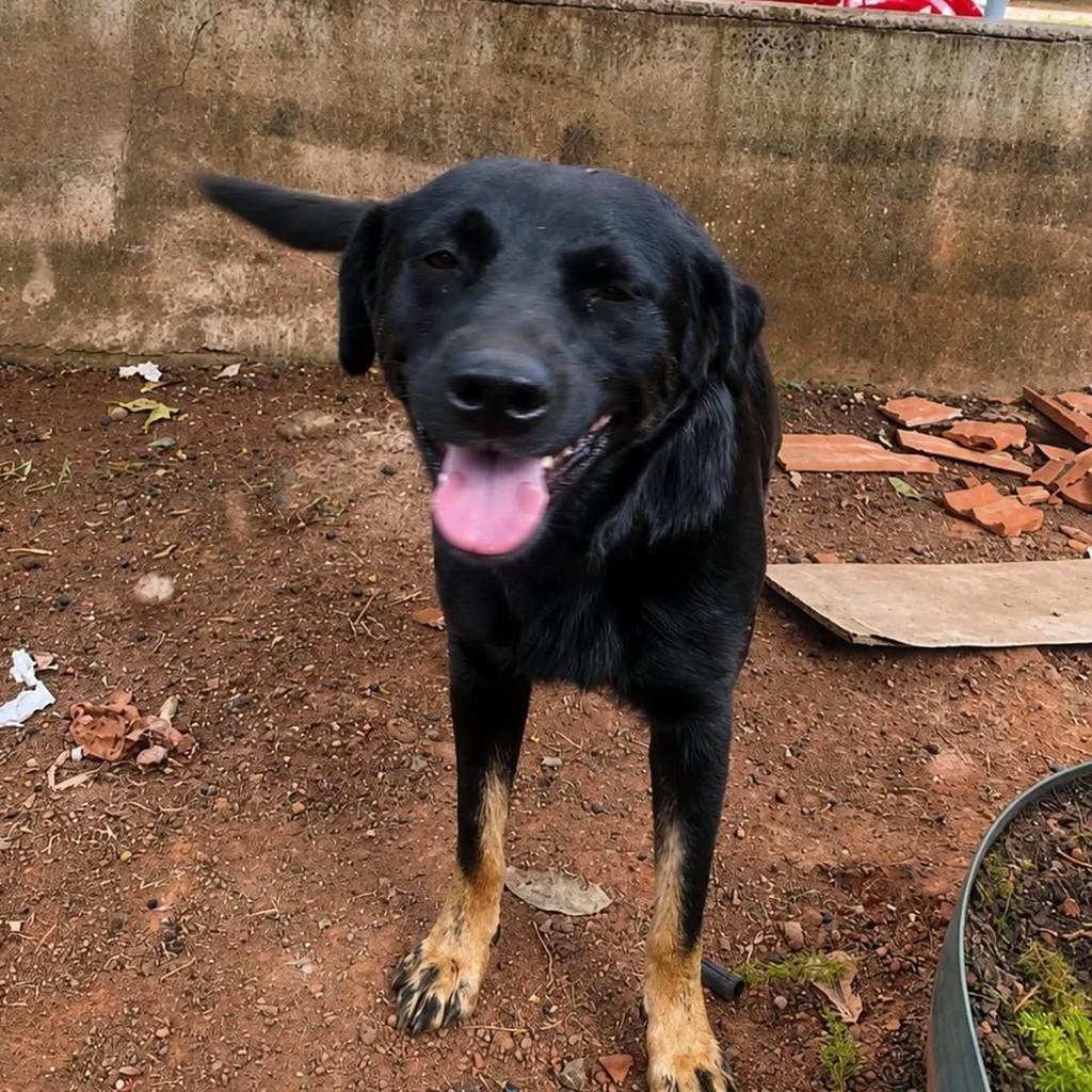 Maia, cachorro de porte grande para adoção em Chapecó - SC