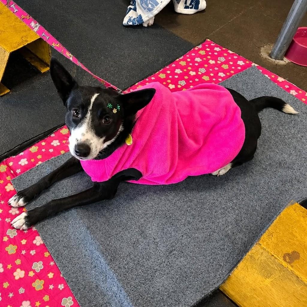 Nikki, cadela de porte médio para adoção em Chapecó - SC