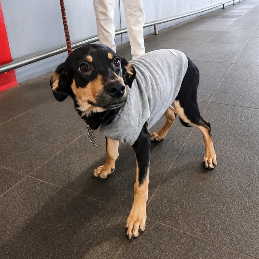 Cora, cadela de porte médio para adoção em Chapecó - SC