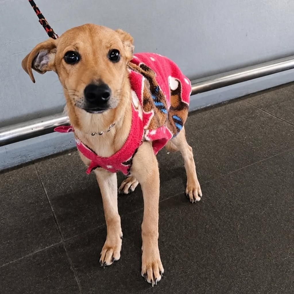 Moana, cadela de porte médio para adoção em Chapecó - SC