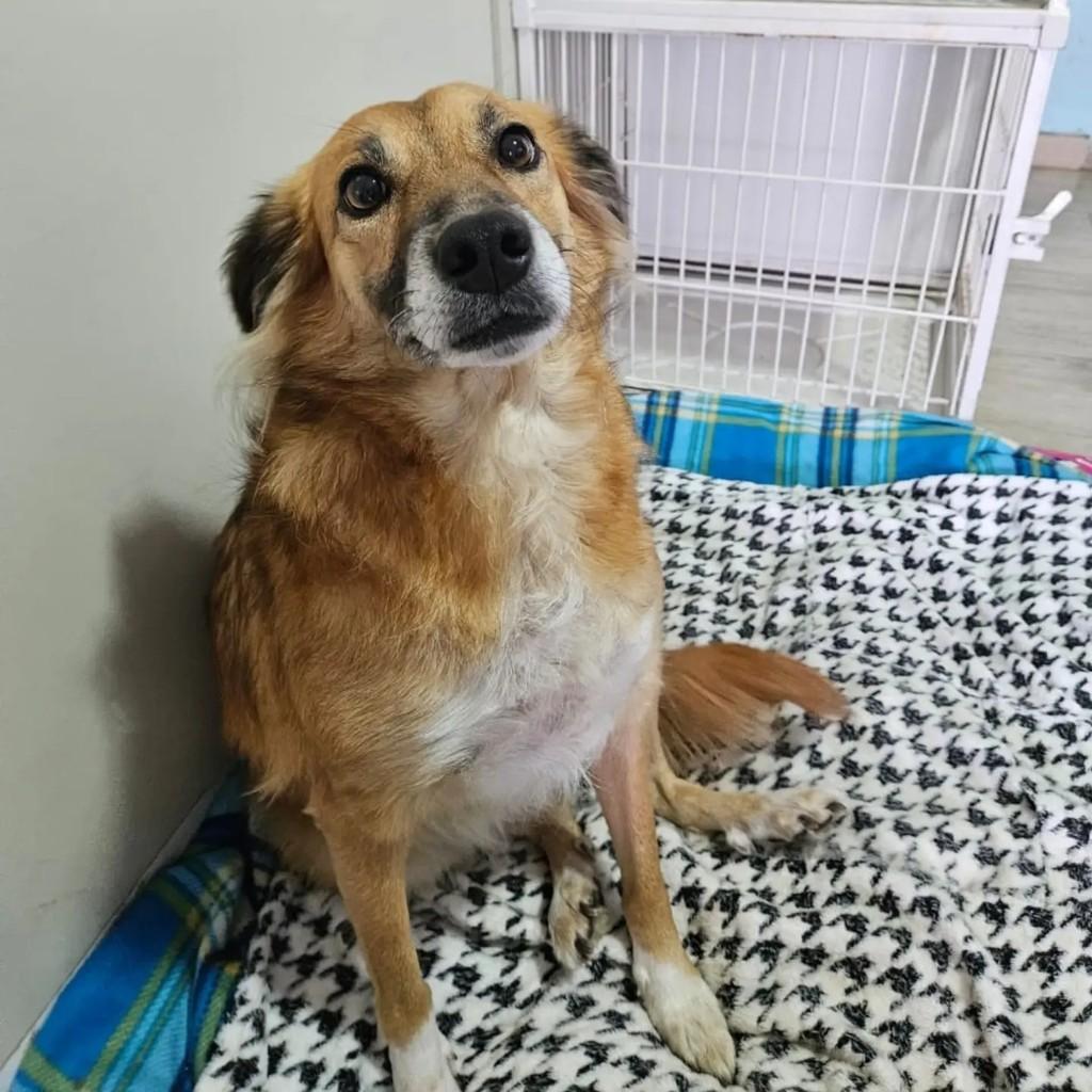 Lessy, cadela de porte médio para adoção em Chapecó - SC