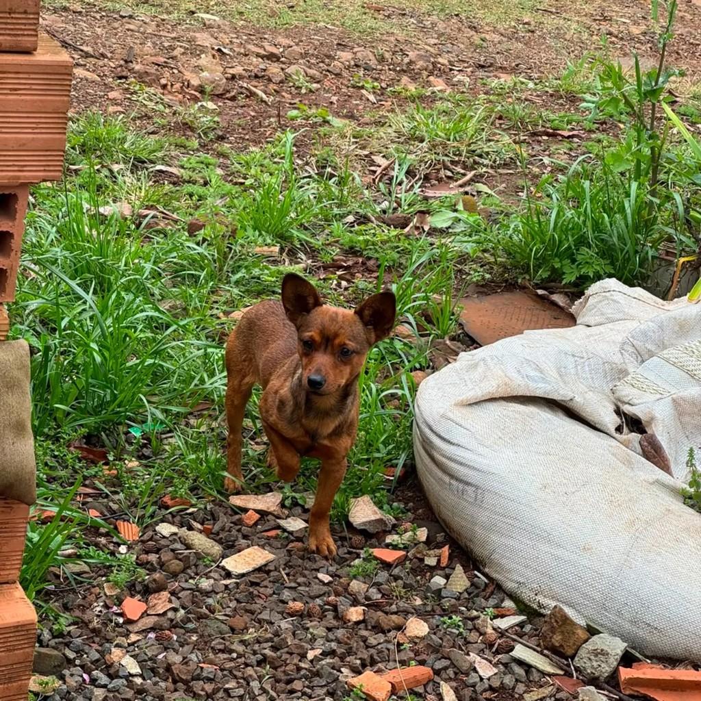 Bambi, cachorro de porte pequeno para adoção em Chapecó - SC