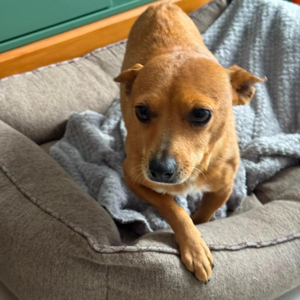 Pepita, cadela de porte pequeno para adoção em Chapecó - SC