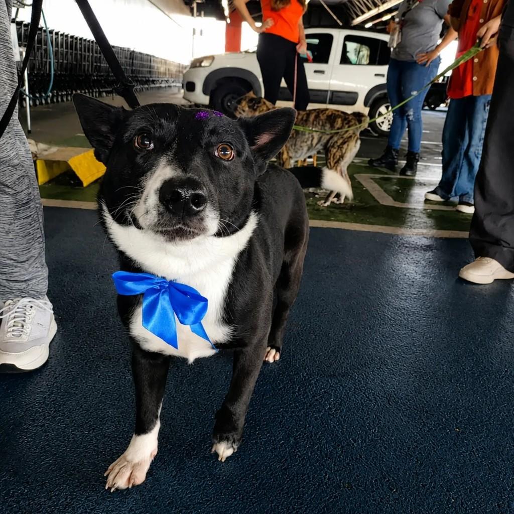 Jack, cachorro de porte pequeno para adoção em Chapecó - SC