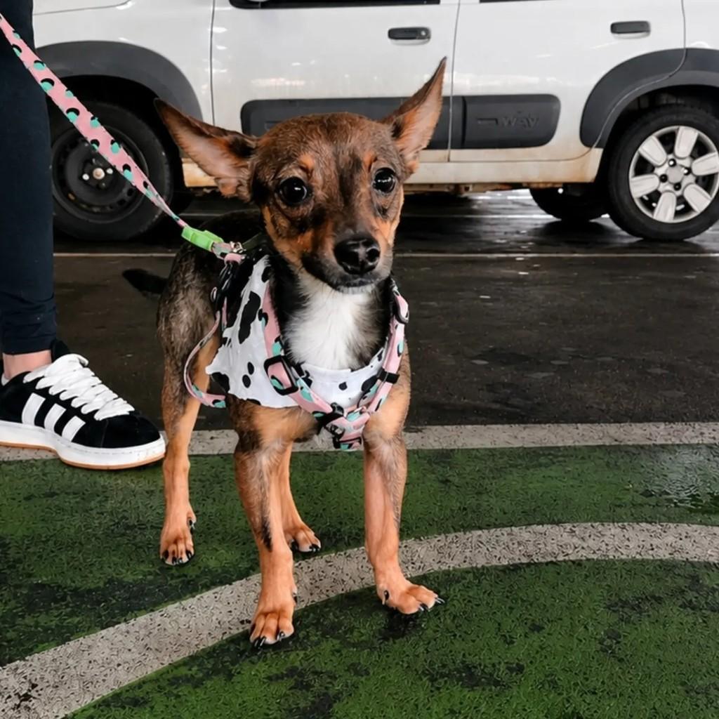 Pingo, cachorro de porte pequeno para adoção em Chapecó - SC